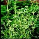 Just Seed Herb - Sweet Marjoram - Origanum marjorana - 2500 Seeds