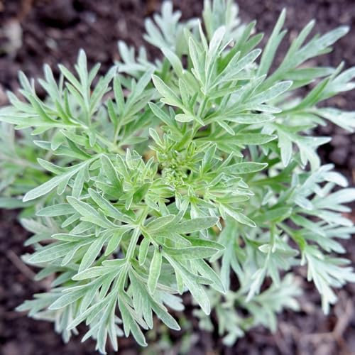 PREMIER SEEDS DIRECT - HERB Seeds - Wormwood - Artemisia Absinthium - 5000 Seeds