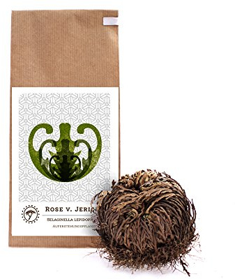 YAKEBA | Rose von Jericho | Klein | Selaginella lepidophylla | Papiertüte | Perfekte Indoor Deko Pflanze als Terrarium Zubehör oder für Ihr Flaschengarten Glas…