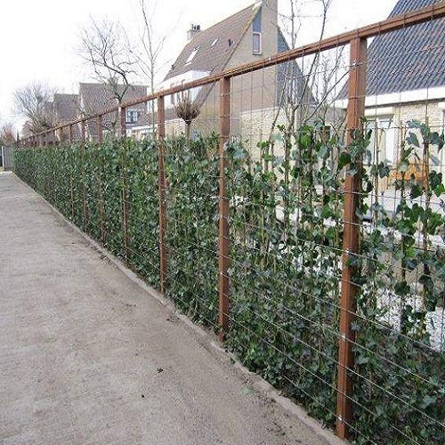 6 x Hedera Hibernica 75/100 cm : 6 achats, 4 pastilles - 6 plantes grimpantes immergées pour une distance de 1 mètre - 100% brise-vue (étanche) - ClematisOnline