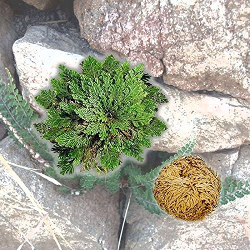 Unabi (TM Nuovo Caldo Pratico Live Resurrezione Pianta Rosa Di Gerico Dinosauro Pianta Aria Felce Spike Moss #61285