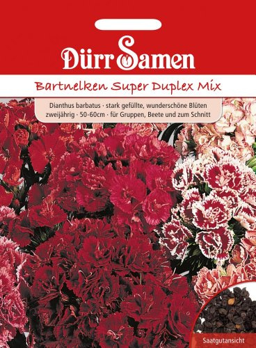 Dürr-Samen - Bartnelke Super Duplex Mix zweijährig 50-60 cm Saatgut