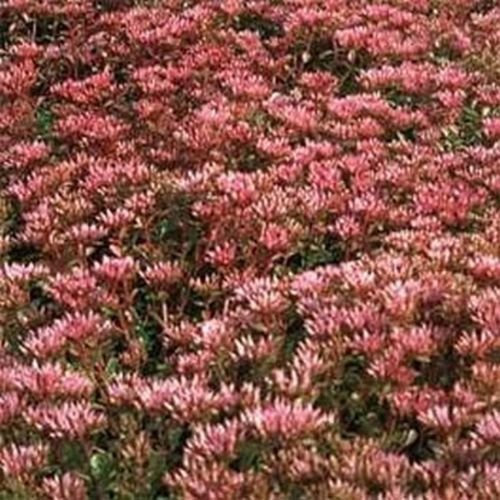 Sedum- Violet Carpet- 100 graines