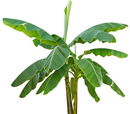 Musa velutina 50 Bananensamen rosa Zwergbanane frosthart