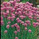 Just Seed Herb - Chives Medium Leaved - Allium schoenoprasum Medium - 5000 Seeds