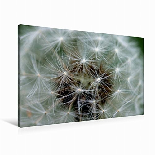 Premium Textil-Leinwand 90 x 60 cm Quer-Format Pusteblume | Wandbild, HD-Bild auf Keilrahmen, Fertigbild auf hochwertigem Vlies, Leinwanddruck von Silvia Hahnefeld