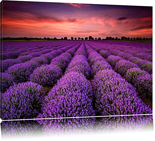 Pixxprint Wunderschöne Lavendel Provence, Größe: 100x70cm, Leinwandbild, fertig gespannt, Wandbild, Dekoration, Kunstdruck, kein Poster