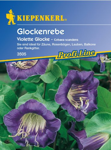 Cobaea Violette Glocke