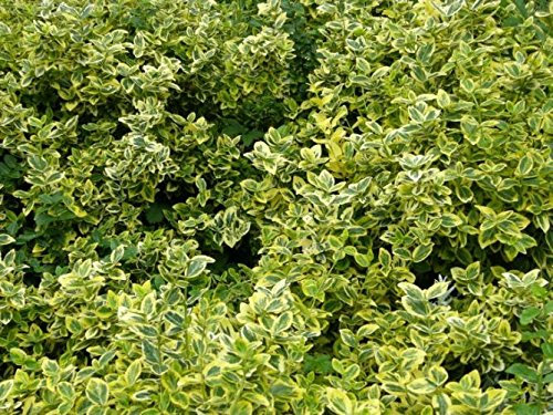 6 getopfte Kleinsträucher in Gärtnerqualität für den Garten uns als Hecke, mindestens 3 Sorten