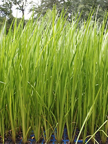 WASSERPFLANZEN WOLFF - 4er-Set im Gratis-Pflanzkorb - Acorus calamus - Indischer Kalmus - heimisch