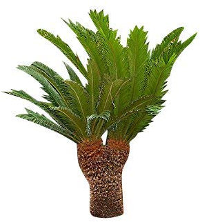Wunderschöne ★Cycas Palme★ -Cycas revoluta- 100 frische Große Samen ★★★ Japanischer Palmfarn★★★