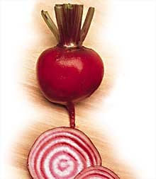 Chioggia de betterave Graines - 3,5 grammes