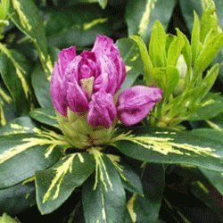 Rhododendron Hardy Hybrid 'GOLDFLIMMER' 15cm Pot Size