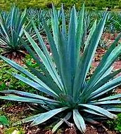 Agave filifera - Maguey-Agave - 10 Samen - frosthart