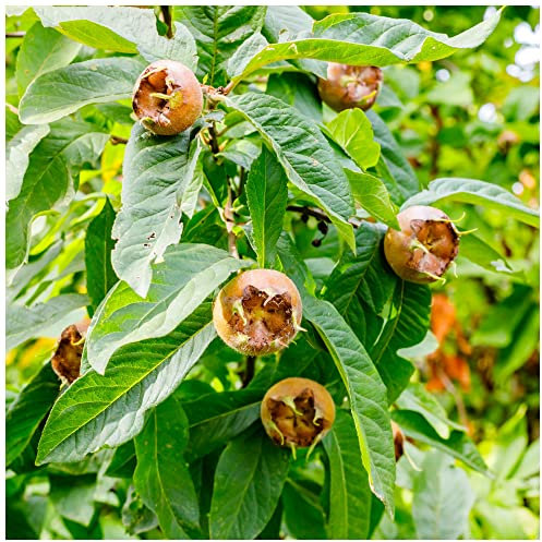 Medlar 'Nottingham' 4-5ft Tree, Ready to Fruit.Self-Fertile,Good for Jam 3fatpigs®