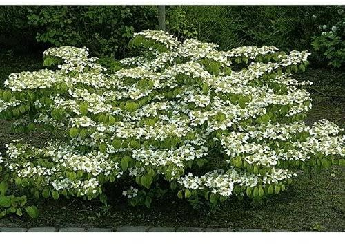 GARTEN SCHLÜTER® Japanischer Schneeball 'Watanabe'