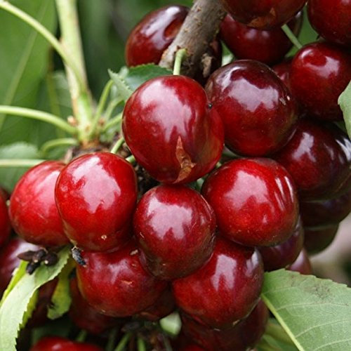 Regina beliebte späte robuste Süßkirsche Kirschbaum Buschbaum ca. 110-140 cm Unterlage: Colt