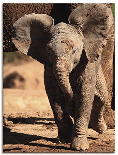ARTLAND Wanddeko Leinwand Bilder Wandbild 60x80 cm Elefant Tiere Afrika Safari Elefantenbaby Süß Lustig T5OS