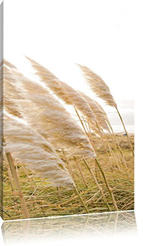 Pixxprint Schönes Schilf in den Dünen, Größe: 100x70cm, Leinwandbild, fertig gespannt, Wandbild, Dekoration, Kunstdruck, kein Poster