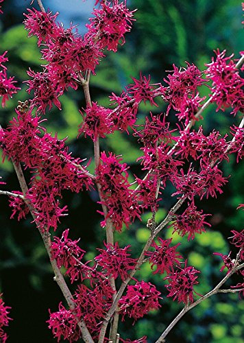 Weinrote Zaubernuss Feuerzauber - Hamamelis intermedia Feuerzauber - weinrot-violett leuchtend winterblühend - Strauch mit angenehmem Duft - von Garten Schlüter - Pflanzen in Top Qualität