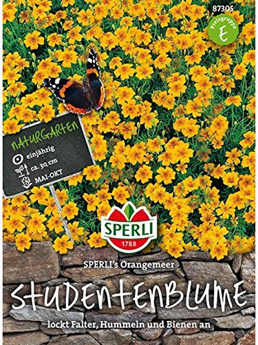 Tagetes Studentenblume, Orangemeer