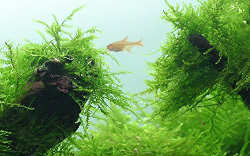 Taxiphyllum barbieri (Javamoos) 1-2-GROW! (In Vitro)