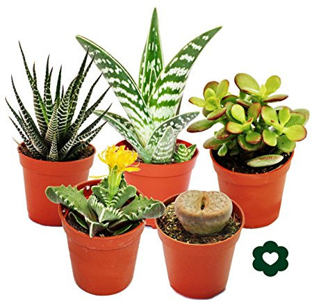 Exotenherz 5 verschiedene Sukkulenten 5,5cm Topf im Set