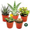 exotenherz - 5 succulentes différentes 5,5cm pot dans un ensemble