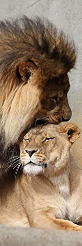 1art1 Raubkatzen Poster Löwen, Schmusekatzen Bilder Leinwand-Bild Auf Keilrahmen | XXL-Wandbild Poster Kunstdruck Als Leinwandbild 90x30 cm