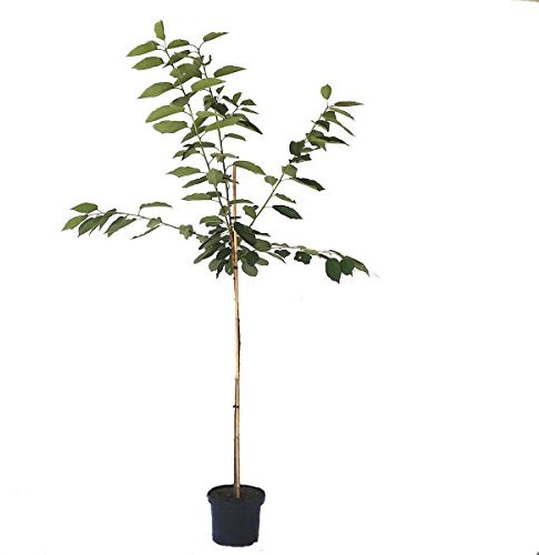 Hedelfinger Riesen großfruchtige Kirsche Kirschbaum Halbstamm 150-170 cm 10 Liter Topf F12/1