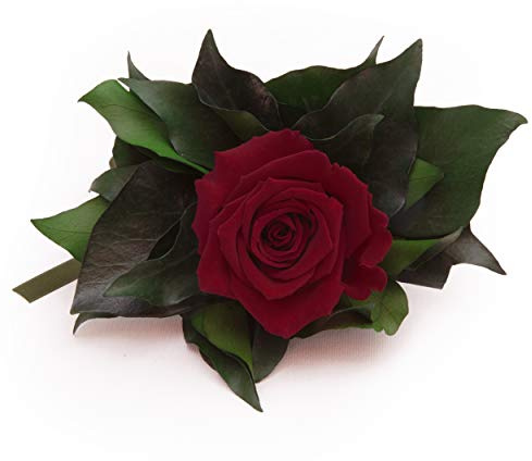 1 echte konservierte Rose als exklusives Blumensträusschen haltbar mindestens 3 Jahre - Rosemarie Schulz (Dunkelrot)