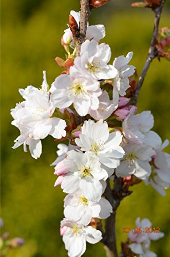 Japanische Säulenzierkirsche Prunus serrulata Amanogawa 80-100 cm hoch 5 L | Winterhart & bienenfreundlich – duftende Blüten, säulenförmiger Wuchs & Herbstfärbung, ideal für kleine Gärten