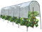 ProBache – Invernadero para tomates (6 m)
