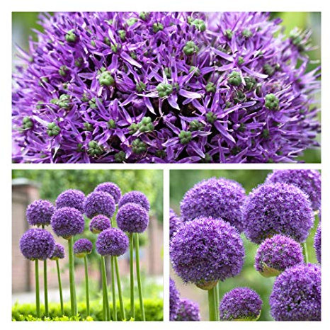 Allium Gladiator x 10 Flower Bulbs Size 16 up Pretty Spring Flowers.