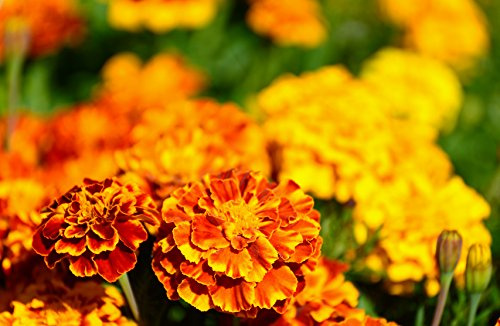 Mexikanische Riesentagetes Tagetes minuta 10 Samen