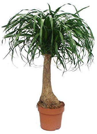 Exotenherz - Elefantenfuss - unverzweigt - Zimmerpflanze - ca. 80cm