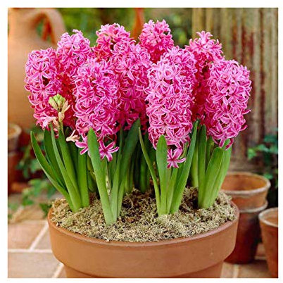 GARTHWAITE NURSERIES® : - UK Stockist : - 3 Prepared Indoor Hyacinths Pink Pearl Highly Fragrant Size 18/19 Large Bulbs