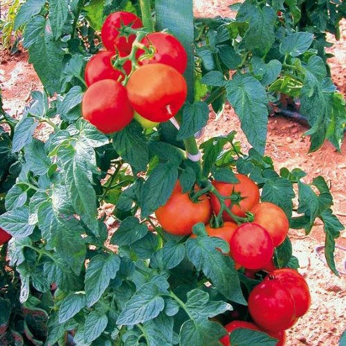 Tomatensamen Fantasio F1