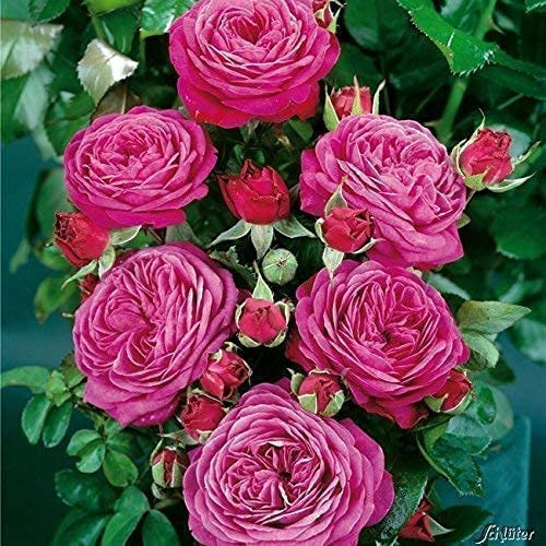 GARTEN SCHLÜTER® Rose 'Heidi Klum Rose®' | Beetrose violette Blüten - Pinke Rose Pflanze Winterhart Halbschattig gesundes Laub