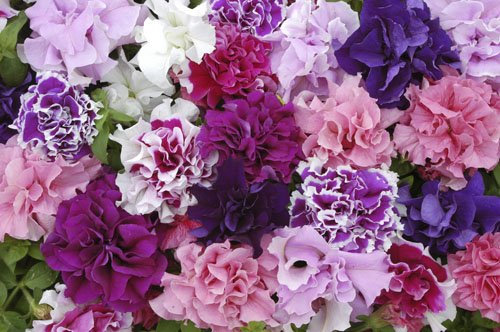 JustSeed - Flower - Petunia - Double Pirouette Mixed - 150 Pelleted Seeds - ...