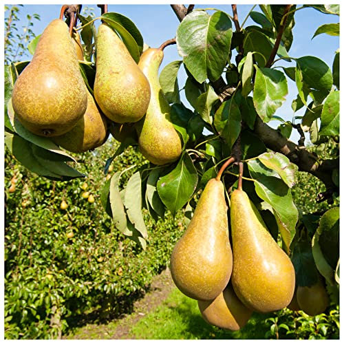 Concorde Pear Tree 3-4ft, 4L Pot, Self-Fertile,Ready to Fruit, Heavy Cropping 3fatpigs®