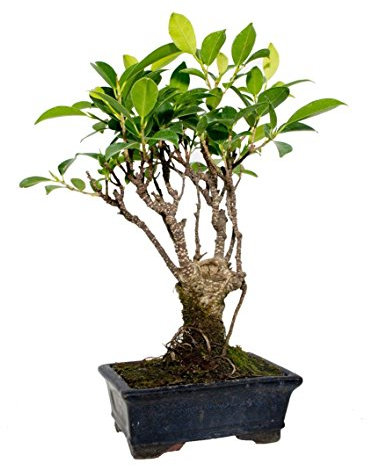 Planeta Huerto Bonsái