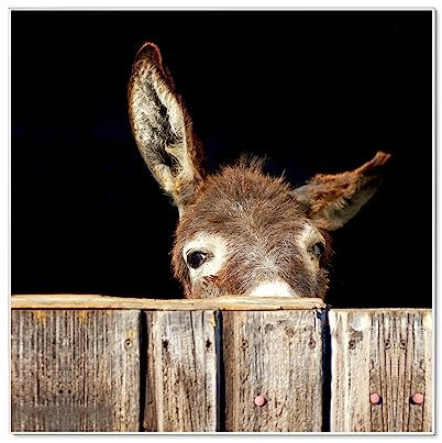 banjado Magnettafel 50 x 50 cm/Magnetwand aus Metall/Magnetpinnwand als Memoboard/Pinnwand Magnettafel Küche, Büro, Kinderzimmer inkl. 4 Magnete & Montageset - Motiv Esel