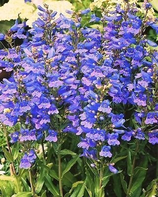Pack X6 Penstemon 'Heavenly Blue' Perennial Garden Plug Plants