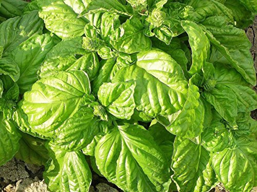 BASILICO A FOGLIA DI LATTUGA NR.1000 SEMI