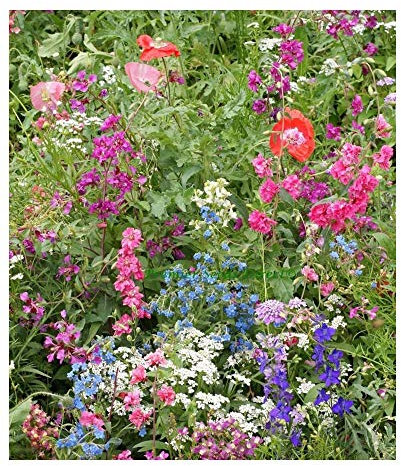 PREMIER SEEDS DIRECT - Flower Mix - Shade - Native and New World ANNUALS - 10GM - 7 SQ Meters
