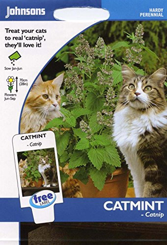 Johnsons Seeds - Pictorial Pack - Flower - Catmint - Catnip - 250 Seeds