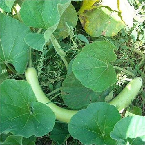 semi di ZUCCA LUNGA SERPENTE DI SICILIA