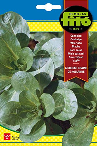 Semillas Fitó 3089 - Semillas de Canónigos A Grosse Graine de Hollande