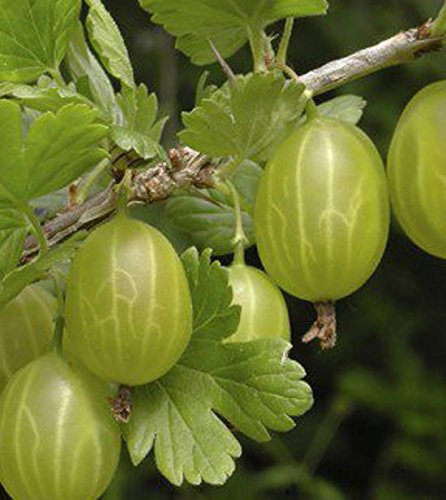 Ribes uva crispa Gooseberry 'Hinnonmaki Green' Plant